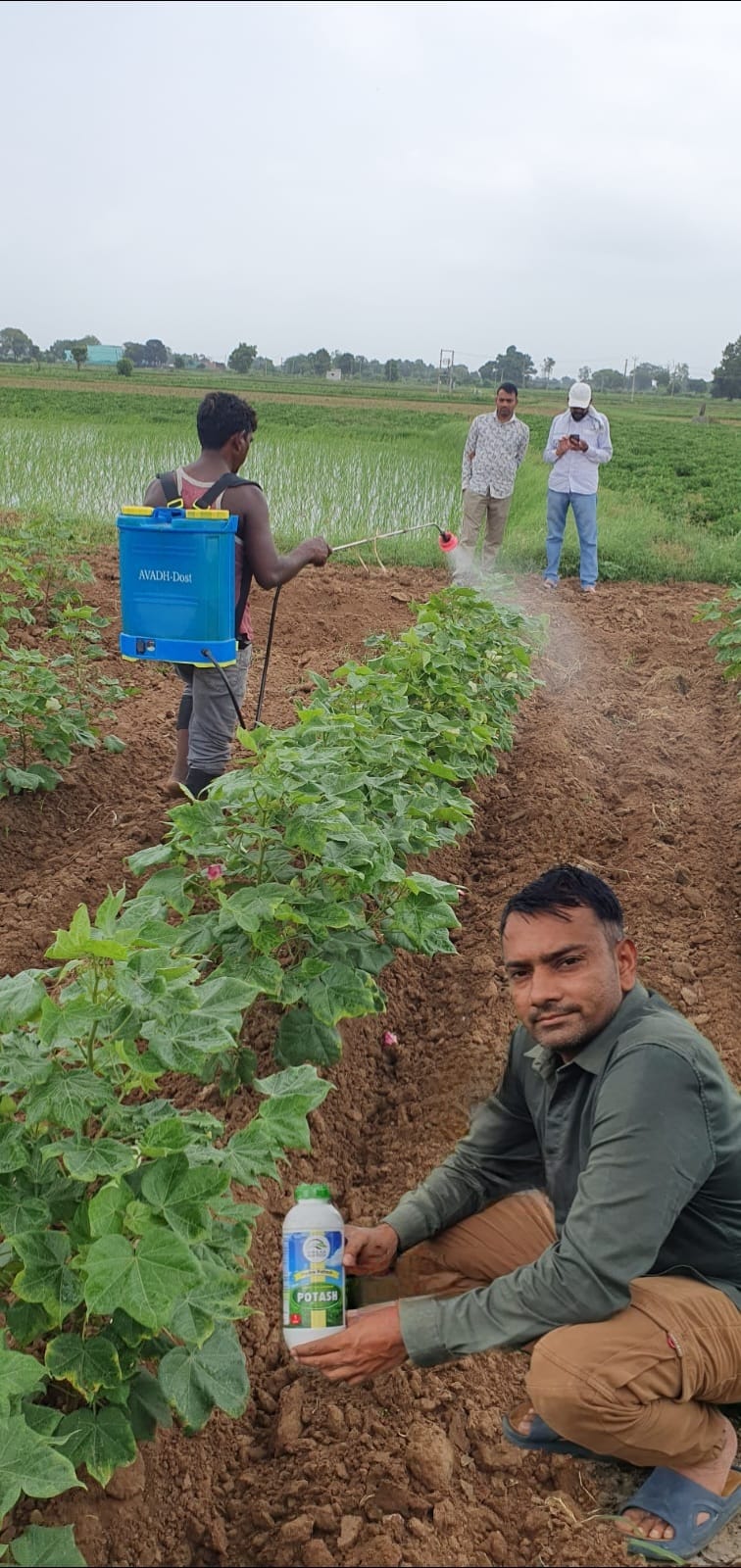 OMKAR KAPAS DAP